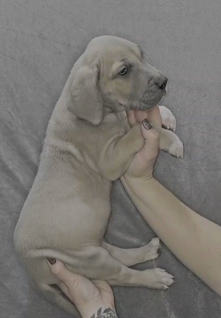 Blue Fawn Great Dane in Bristol, Virginia