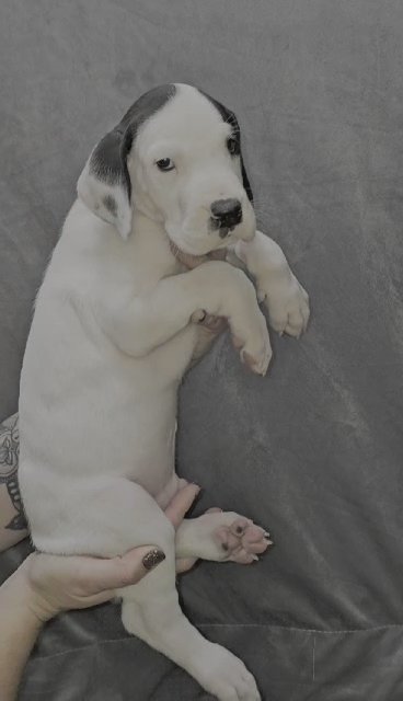 Black Tanpoint Piebald Great Dane in Bristol, Virginia