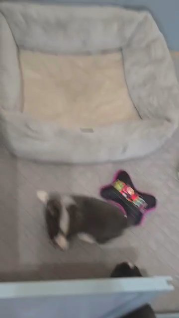 Blue American Corgi Pups in Houston, Texas