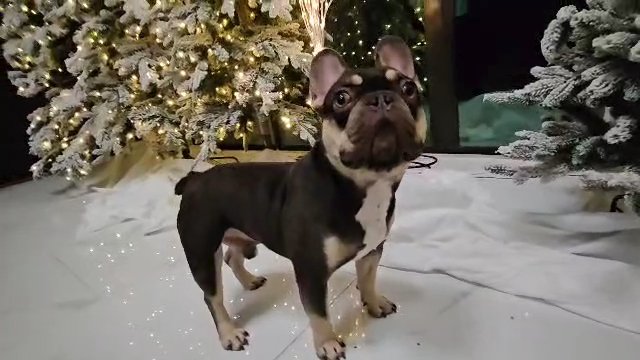 Batman: Chocolate & Tan Frenchie in Tampa, Florida