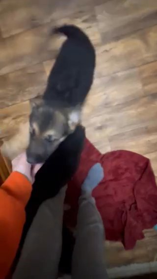 German Shepherd Puppies in Bartlesville, Oklahoma