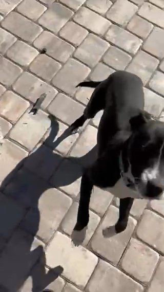 Pit Bull in Orlando, Florida