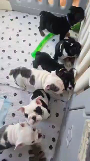 8 weeks old AKC English Bulldogs in Charlottesville, Virginia