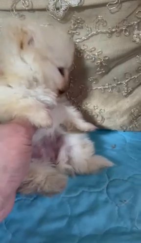 Teacup Teddy Bear Cream Female in Phoenix, Arizona