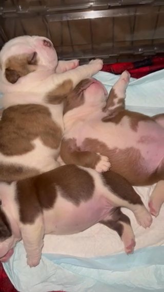 American Pocket Bully in Jacksonville, Florida