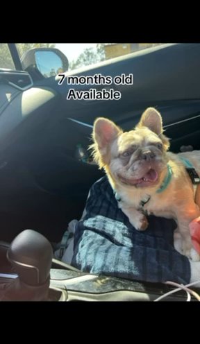 French Bulldog Fluffy Merle in Orlando, Florida