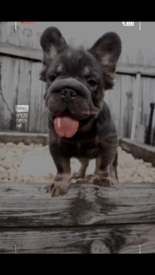 French Bulldog Big Rope Fluffy in Orlando, Florida