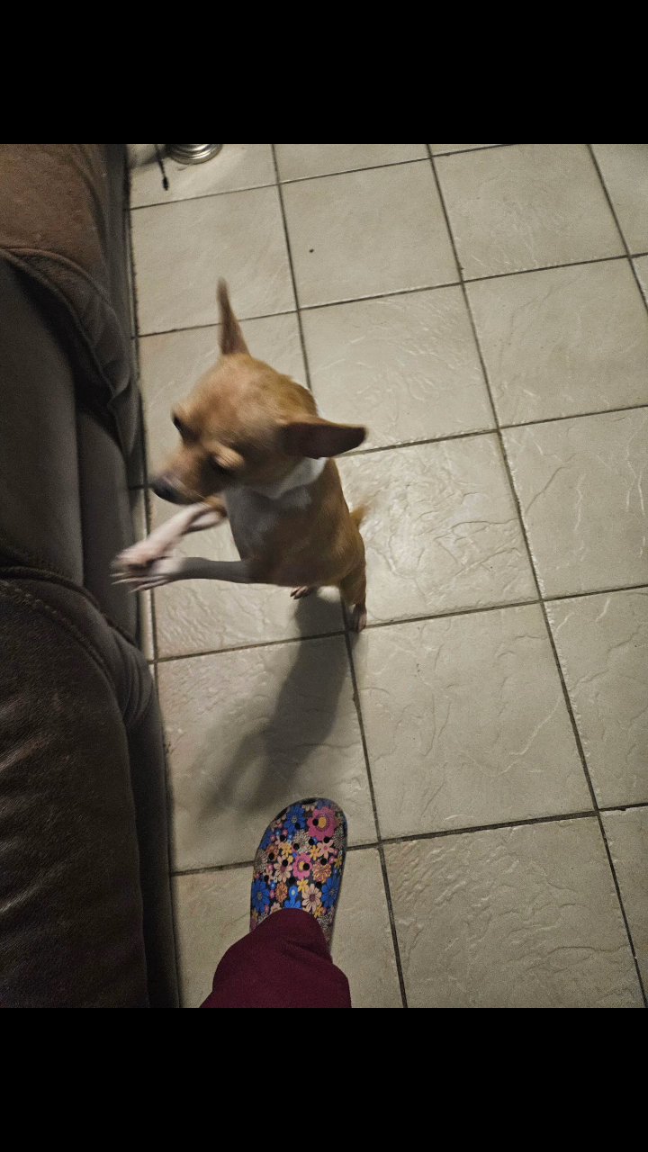 chihuahua in North Bergen, New Jersey