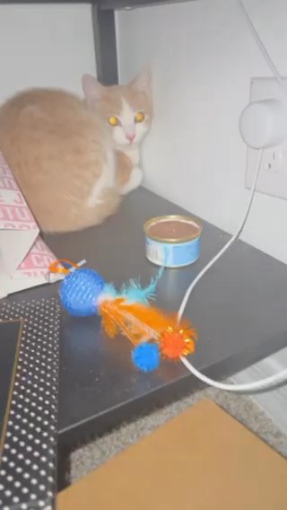 Cat for Rehome in Goodyear, Arizona