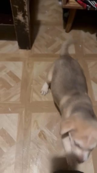 male collie husky great dane mix in Tucker, Georgia