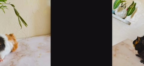 Guinea Pigs For Sale in Tallahassee, Florida