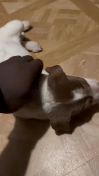 Male collie husky and great dane mix in Tucker, Georgia
