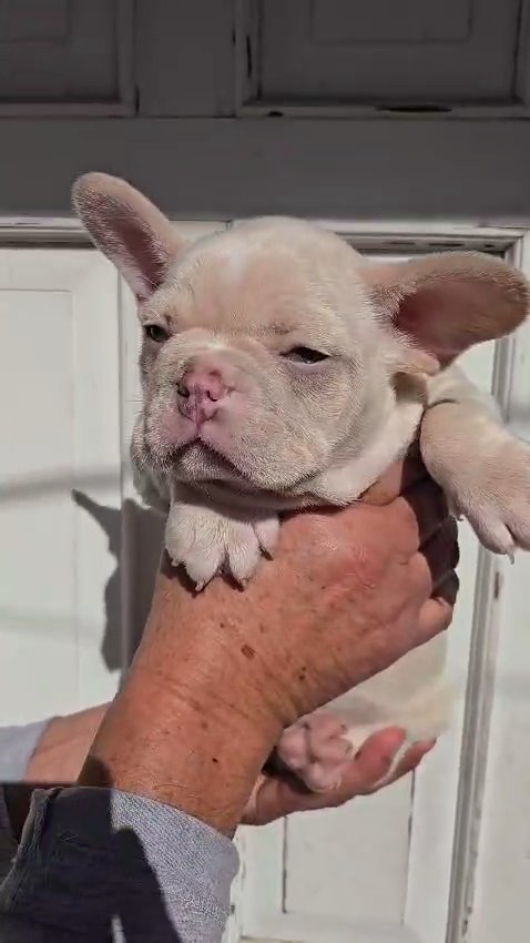 french bulldog in San Diego, California