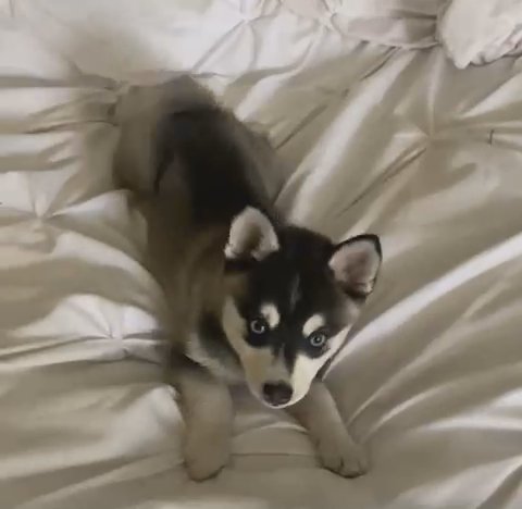 The Tiniest Husky in Wilmington, North Carolina