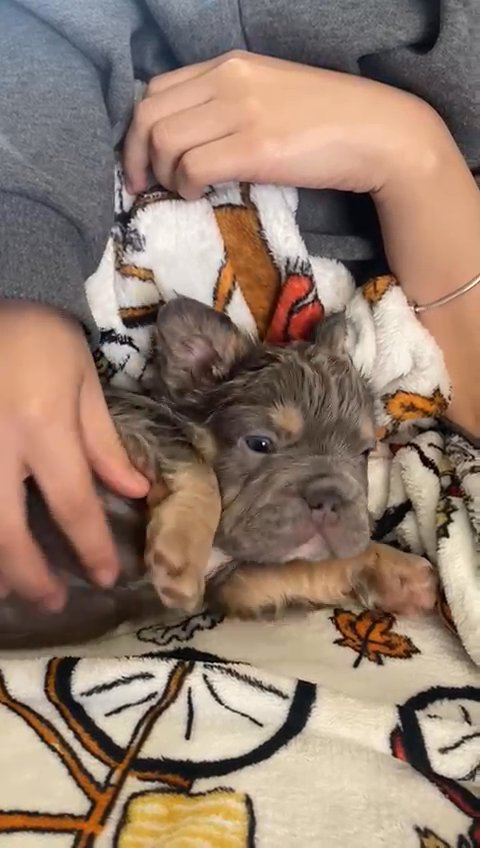 french bulldog big rope fluffy in San Diego, California