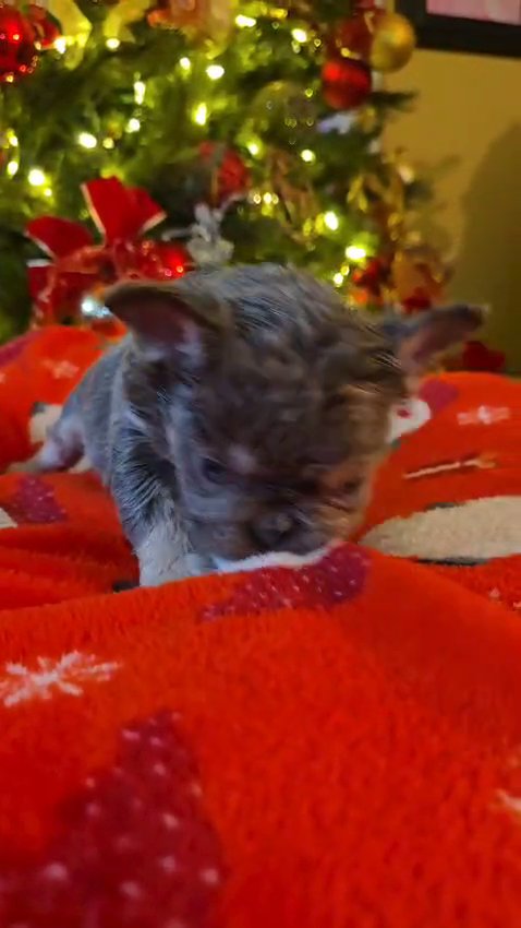 fluffy frenchie in San Diego, California