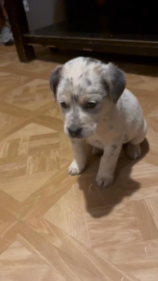 Male collie husky great dane mix in Tucker, Georgia