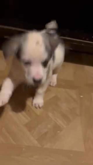 collie husky and great dane mix in Tucker, Georgia
