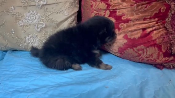 Black & tan female Pom in Phoenix, Arizona