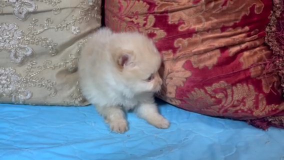 Cream make pom in Phoenix, Arizona