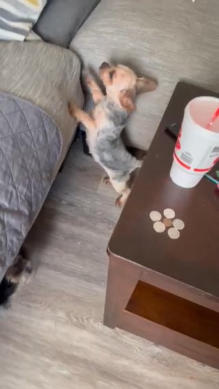 Adult Female Yorkie in Indianapolis, Indiana