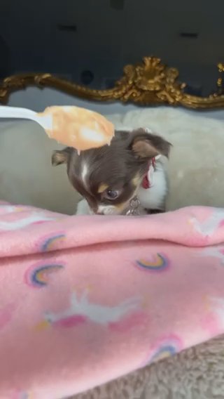 Chihuahua Girl Puppy in Charlotte, North Carolina