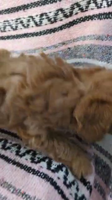 Otis (Toy Poodle) in Goshen, Indiana