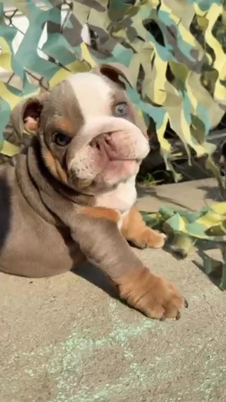 Micro English Bulldog in Hemet, California