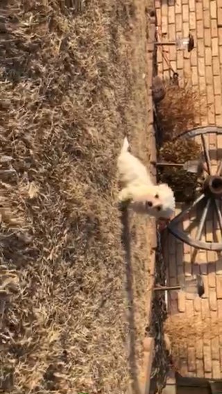 Piper AKC Female in Hays, Kansas