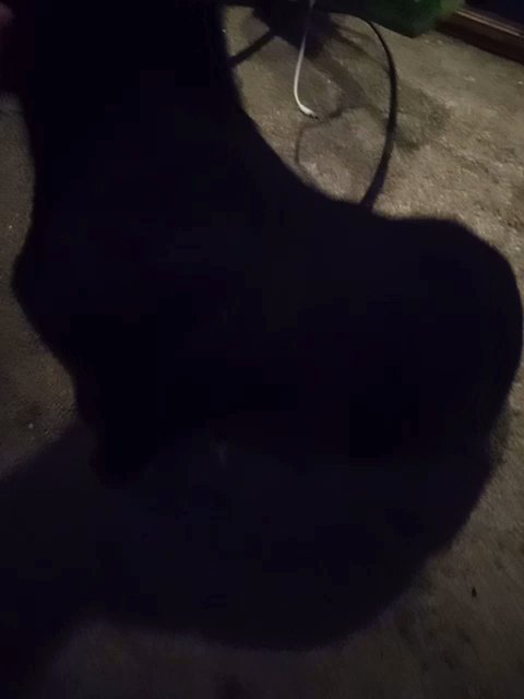 got several puppys in Moses Lake, Washington