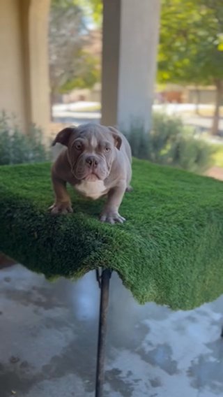 Lilac Exotic Male Pup Available in San Jacinto, California