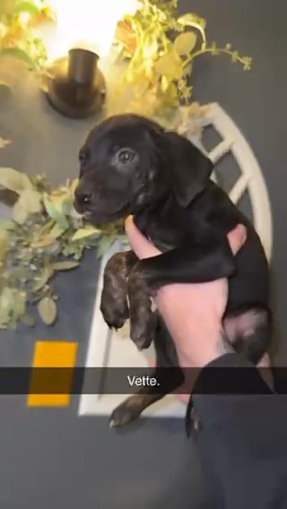 Female Nalc Catahoula in Macomb, Illinois