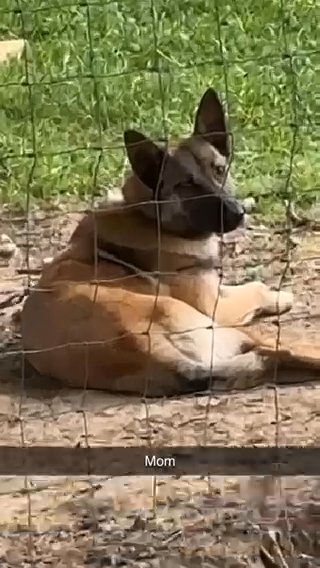 AKC registered Belgian Malinois in Greenville, Texas