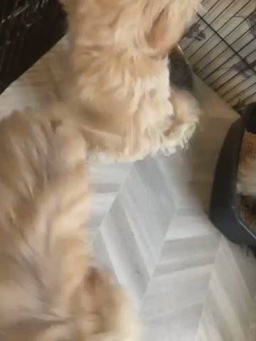 Shihtzus in Greensboro, North Carolina