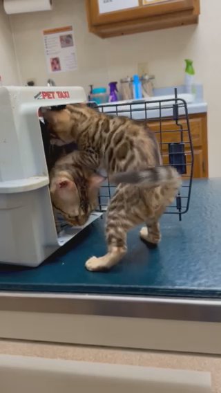 TICA BENGALS in Fairmont, West Virginia
