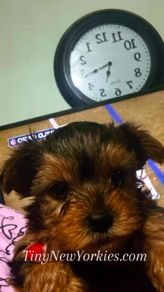 5 Boy Yorkies in New Albany, Indiana