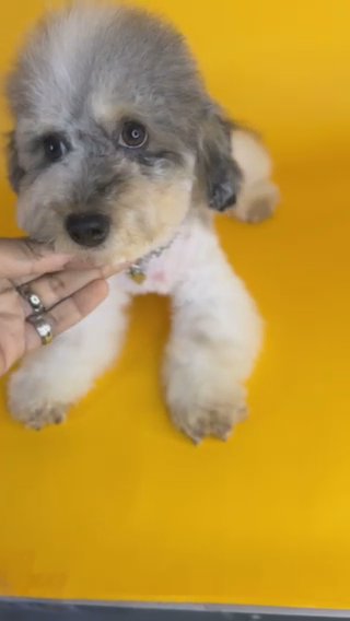 AKC Miniature Poodle (Ozzy) in Dallas, Texas