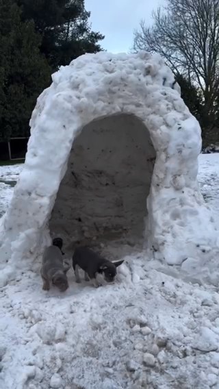 Frenchie in White Plains, New York
