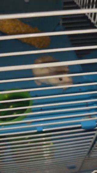 3 Hamsters in York (Township), Pennsylvania