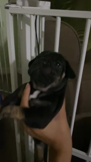 Frechie Puppy in Tampa, Florida
