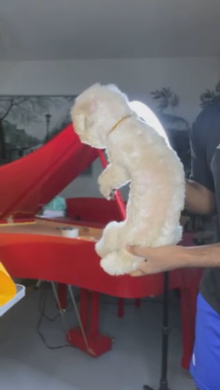 AKC Miniature Cream Poodle (Brenda) in Dallas, Texas
