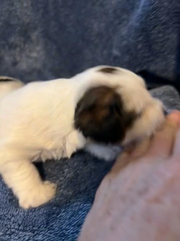 Male Yorkshire Terrier in Bristol, Virginia