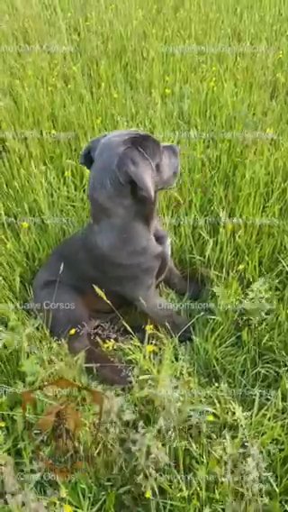 AKC Cane Corso Puppies Ready 1/9/2024 in Morristown, Tennessee