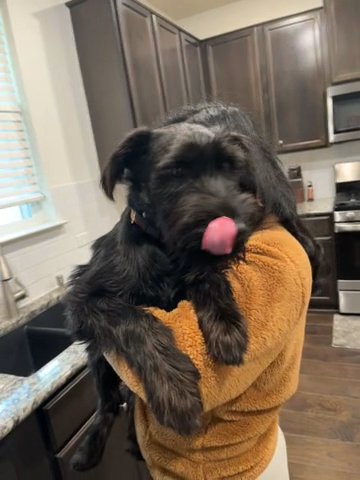 Standard Schnauzer Male Puppy in Cedar Park, Texas