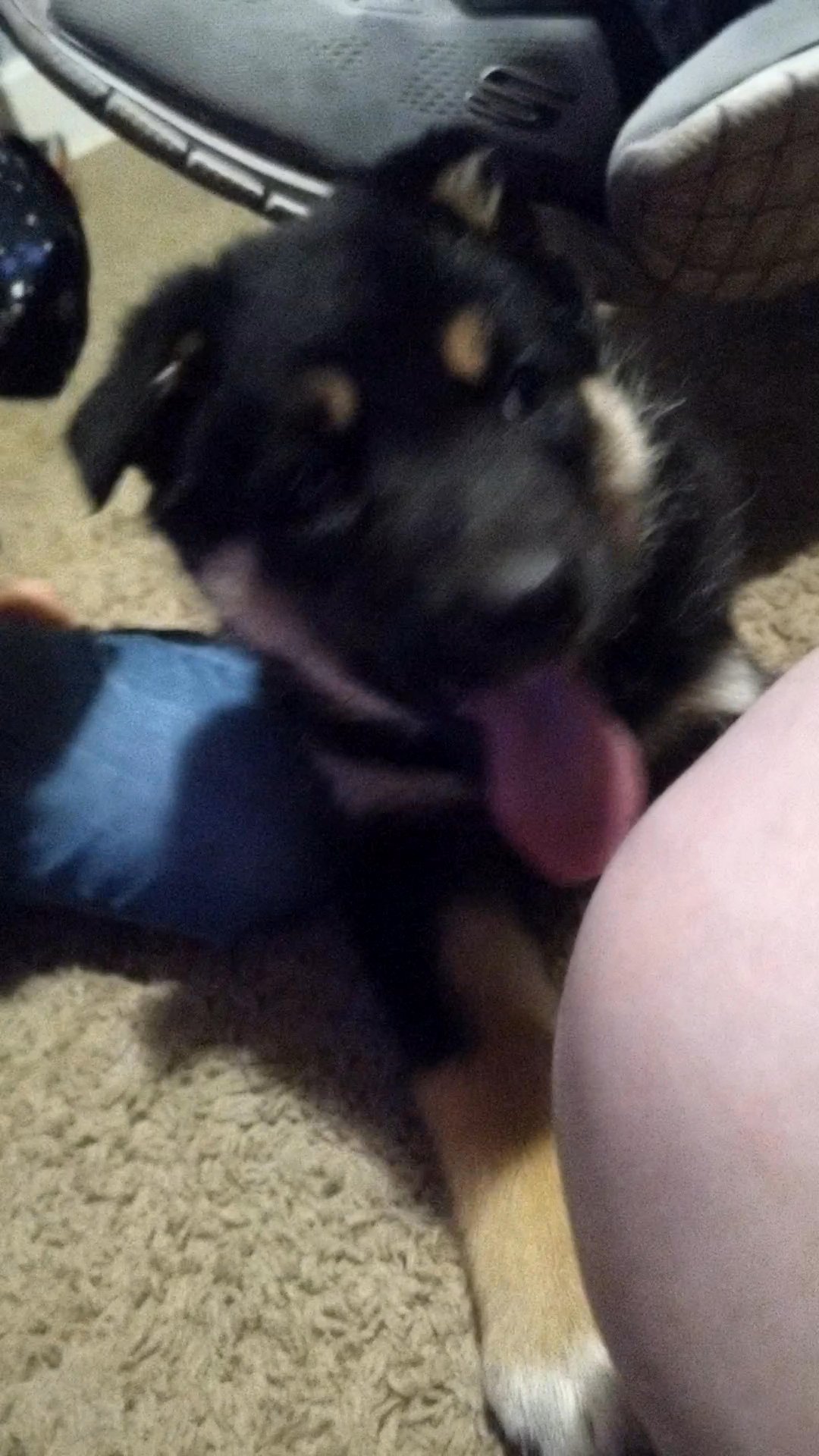 Gerberian Pup in Harrison, Pennsylvania