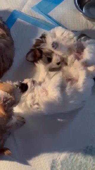 Morkies in Dallas, Texas