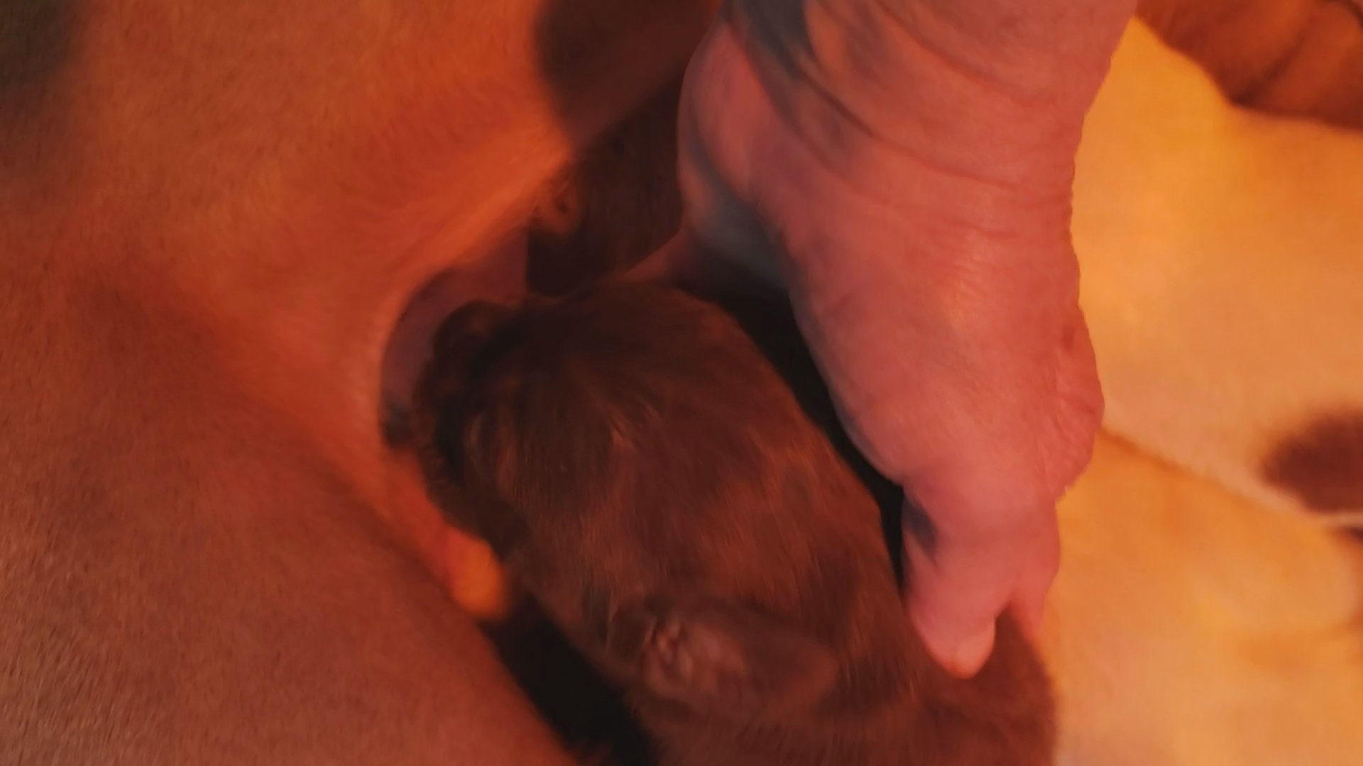 XXL Gotti Pit/Cane Corso Pups in Huntsville, Texas