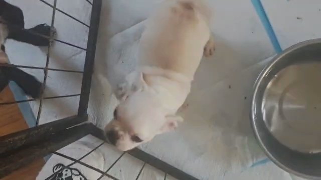 French bulldog pug puppies in Westfield, Massachusetts