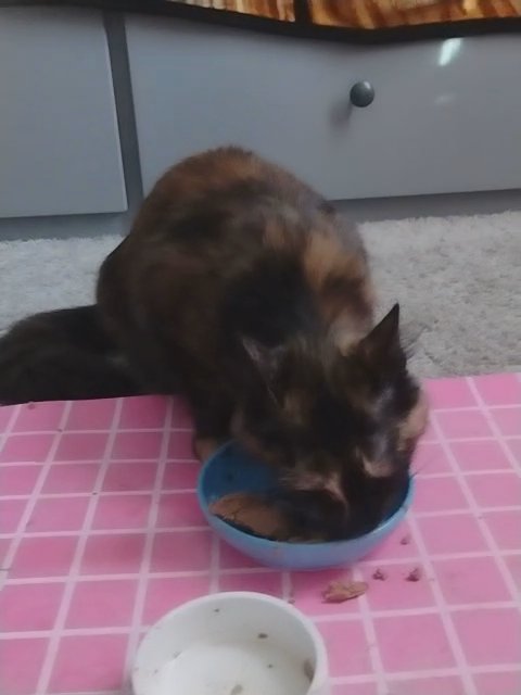 Domestic Medium Hair Tortoiseshell Female Cat in Riverdale, Georgia