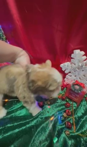 Chocolate Merle Yorkie Boy in Shreveport, Louisiana